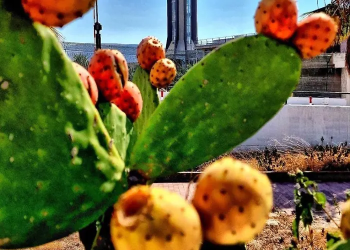 Kalanto Castellammare del Golfo